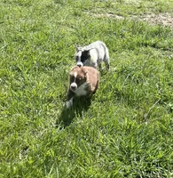 Tremor  AKC  RTM, a male Australian Shepherd for sale in Roodhouse, IL – Photo 4 of 7