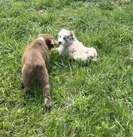 Tremor  AKC  RTM, a male Australian Shepherd for sale in Roodhouse, IL – Photo 5 of 7