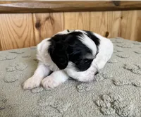 Bugle, a male Coton de Tulear for sale in Roodhouse, IL – 5 of 8