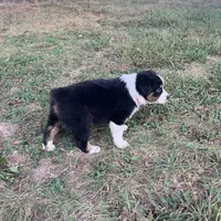 Tracy, a female Australian Shepherd for sale in Roodhouse, IL – 7 of 9