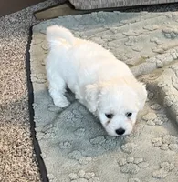 Polar, a male Coton de Tulear for sale in Roodhouse, IL – 3 of 6