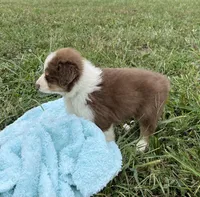 Curlie, a male Australian Shepherd for sale in Roodhouse, IL – 3 of 6