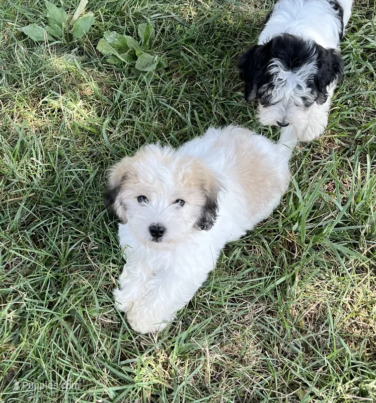 Latte  – Coton de Tulear puppy for sale in Roodhouse, IL