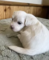 Chipper, a male Coton de Tulear for sale in Roodhouse, IL – 2 of 9