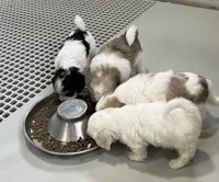 Bugle, a male Coton de Tulear for sale in Roodhouse, IL – 5 of 8