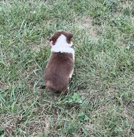 Cutie , a female Australian Shepherd for sale in Roodhouse, IL – 8 of 10