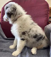Rocky, a male Australian Shepherd for sale in Roodhouse, IL – Photo 7 of 10