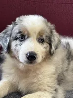 Rocky, a male Australian Shepherd for sale in Roodhouse, IL – Photo 1 of 10