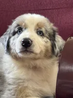 Rocky, a male Australian Shepherd for sale in Roodhouse, IL – Photo 2 of 10