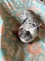 Rocky, a male Australian Shepherd for sale in Roodhouse, IL – Photo 9 of 10