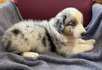 Rocky, a male Australian Shepherd for sale in Roodhouse, IL – Photo 3 of 10