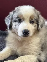 Rocky, a male Australian Shepherd for sale in Roodhouse, IL – Photo 4 of 10