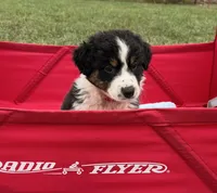 Tracy, a female Australian Shepherd for sale in Roodhouse, IL – 3 of 9