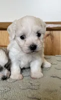Polar, a male Coton de Tulear for sale in Roodhouse, IL – 3 of 8