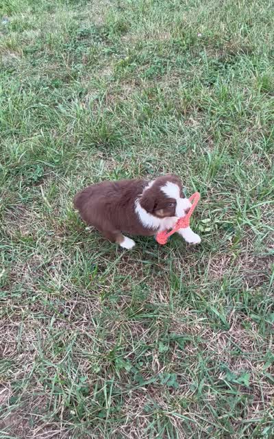 Chubbie, a female Australian Shepherd for sale in Roodhouse, IL – 6 of 9