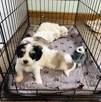 Bugle, a male Coton de Tulear for sale in Roodhouse, IL – 6 of 8