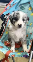 Mayflower   AKC, a female Australian Shepherd for sale in Roodhouse, IL – Photo 5 of 8
