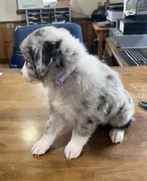 Mayflower   AKC, a female Australian Shepherd for sale in Roodhouse, IL – Photo 6 of 8