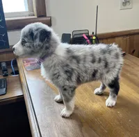 Mayflower   AKC, a female Australian Shepherd for sale in Roodhouse, IL – Photo 7 of 8