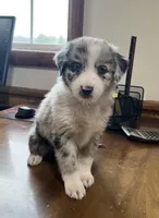 Mayflower   AKC, a female Australian Shepherd for sale in Roodhouse, IL – Photo 2 of 8
