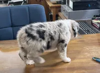 Mayflower   AKC, a female Australian Shepherd for sale in Roodhouse, IL – Photo 3 of 8