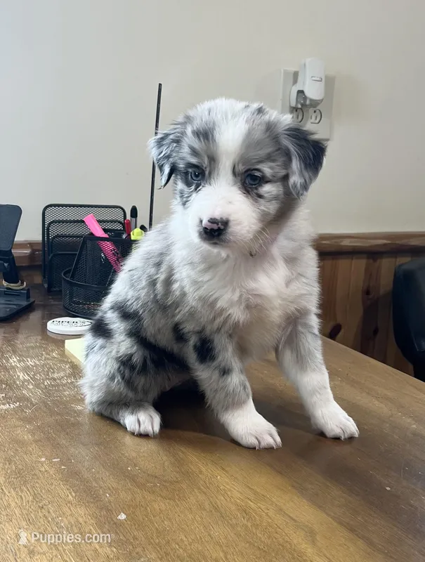 Mayflower   AKC – Australian Shepherd puppy for sale in Roodhouse, IL
