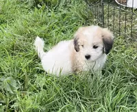 Latte , a male Coton de Tulear for sale in Roodhouse, IL – 4 of 10