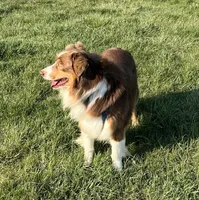 Arrived!!, a male Australian Shepherd for sale in Roodhouse, IL – Photo 5 of 6
