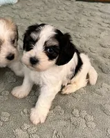 Bugle, a male Coton de Tulear for sale in Roodhouse, IL – 2 of 8