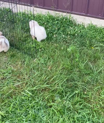 Polar, a male Coton de Tulear for sale in Roodhouse, IL – 6 of 6