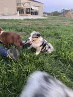 Raptor     AKC   BMM, a male Australian Shepherd for sale in Roodhouse, IL – Photo 3 of 8