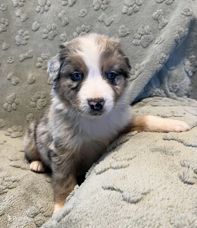 Raptor     AKC – Australian Shepherd puppy for sale in Roodhouse, IL