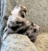 Raptor     AKC, a male Australian Shepherd for sale in Roodhouse, IL – Photo 7 of 9