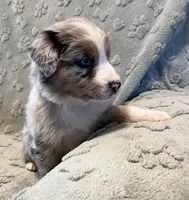 Raptor     AKC, a male Australian Shepherd for sale in Roodhouse, IL – Photo 8 of 9