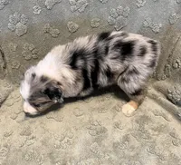 Raptor     AKC, a male Australian Shepherd for sale in Roodhouse, IL – Photo 5 of 9