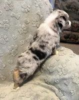 Raptor     AKC, a male Australian Shepherd for sale in Roodhouse, IL – Photo 6 of 9