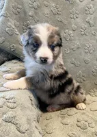 Raptor     AKC, a male Australian Shepherd for sale in Roodhouse, IL – Photo 4 of 9