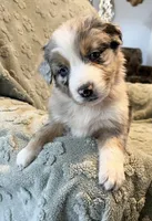 Raptor     AKC, a male Australian Shepherd for sale in Roodhouse, IL – Photo 3 of 9