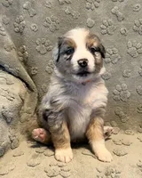 Raptor     AKC, a male Australian Shepherd for sale in Roodhouse, IL – Photo 2 of 9