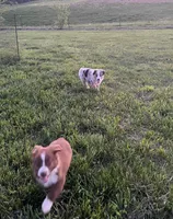 Raptor     AKC   BMM, a male Australian Shepherd for sale in Roodhouse, IL – Photo 5 of 8