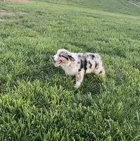 Raptor     AKC   BMM, a male Australian Shepherd for sale in Roodhouse, IL – Photo 2 of 8
