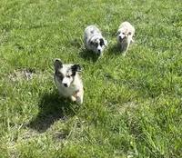Raptor     AKC   BMM, a male Australian Shepherd for sale in Roodhouse, IL – Photo 6 of 8