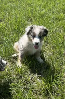 Raptor     AKC   BMM, a male Australian Shepherd for sale in Roodhouse, IL – Photo 4 of 8