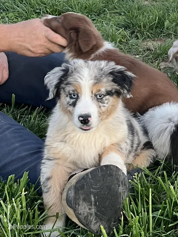 Raptor     AKC   BMM – Australian Shepherd puppy for sale in Roodhouse, IL