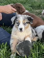 Raptor     AKC   BMM, a male Australian Shepherd for sale in Roodhouse, IL – Photo 1 of 8