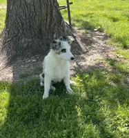 Jackie    BMF, a female Australian Shepherd for sale in Roodhouse, IL – 6 of 9