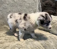 Maverick   AKC, a male Australian Shepherd for sale in Roodhouse, IL – Photo 6 of 8