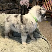 Maverick   AKC, a male Australian Shepherd for sale in Roodhouse, IL – Photo 5 of 8