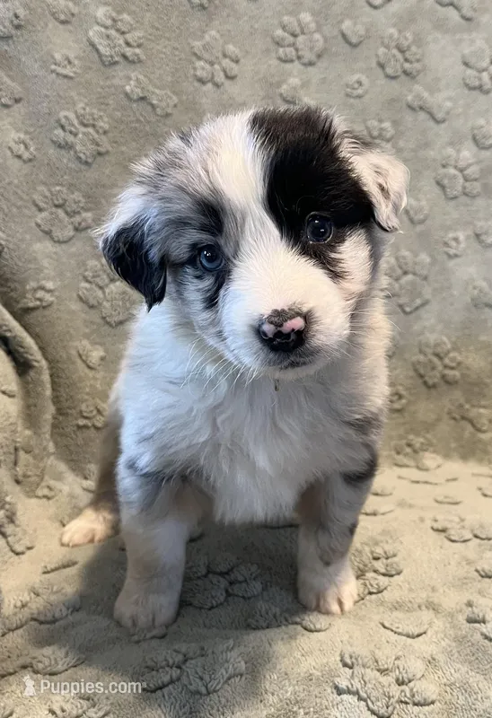 Maverick   AKC – Australian Shepherd puppy for sale in Roodhouse, IL