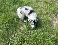 Maverick   AKC   BMM, a male Australian Shepherd for sale in Roodhouse, IL – Photo 2 of 6